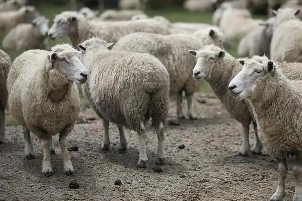 羊吃土的原因，可能是饲料单一所致