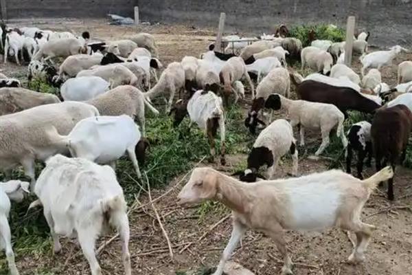 羊吃土的原因，可能是饲料单一所致