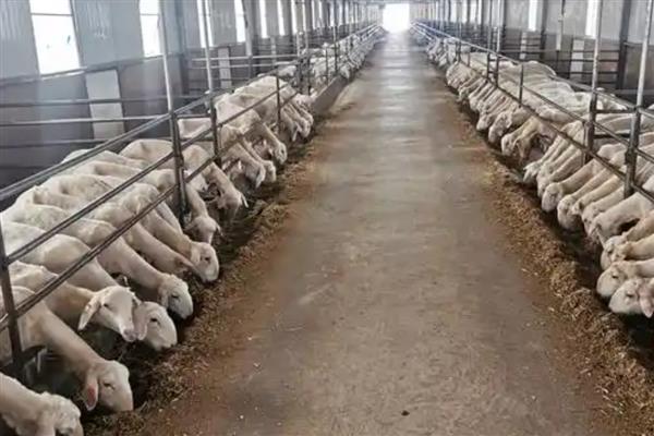 羊吃土的原因，可能是饲料单一所致