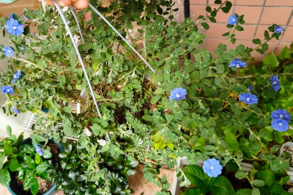 蓝星花如何修剪，在冬季需要进行一次修剪