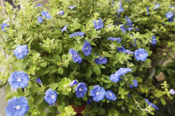 蓝星花如何修剪，在冬季需要进行一次修剪