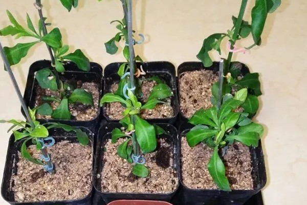 蓝星花如何修剪，在冬季需要进行一次修剪