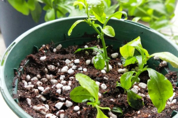 蓝星花如何修剪，在冬季需要进行一次修剪