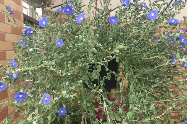 蓝星花如何修剪，在冬季需要进行一次修剪