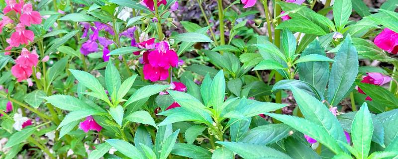 凤仙花传播种子的方式，是自体传播