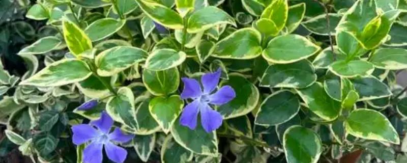 花叶蔓长春的养护方法，生性喜光但不能被强光直射