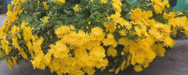 菊花怎么种植，催芽后再移栽