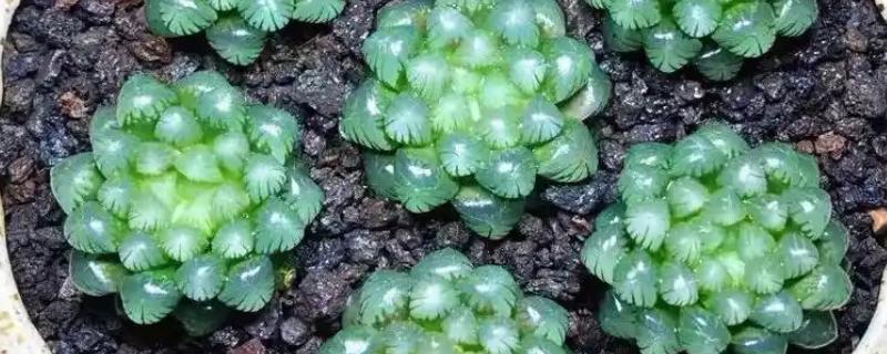 有哪些怕晒的多肉，推荐玉露、玉扇等