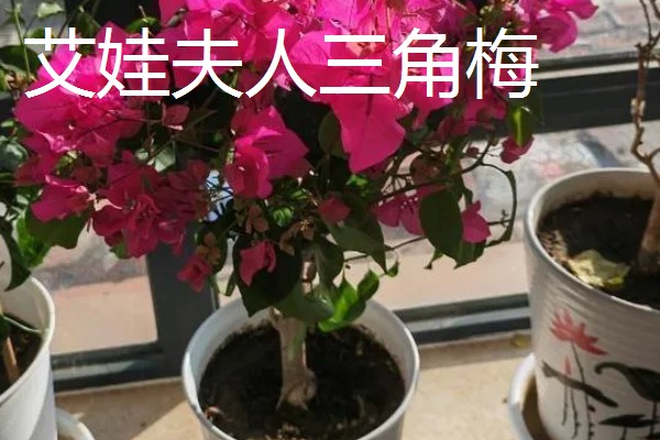 三角梅有的品种介绍,有重瓣红三角梅、小叶紫三角梅等