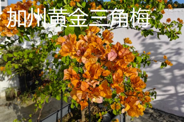 三角梅有的品种介绍,有重瓣红三角梅、小叶紫三角梅等