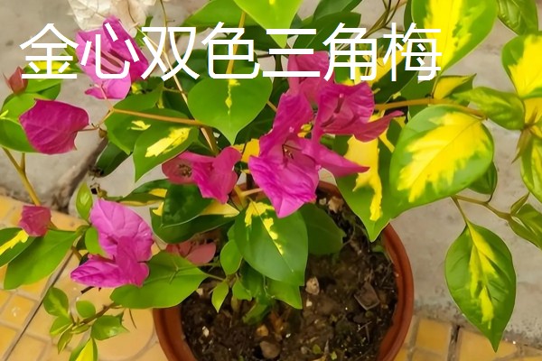 三角梅有的品种介绍,有重瓣红三角梅、小叶紫三角梅等