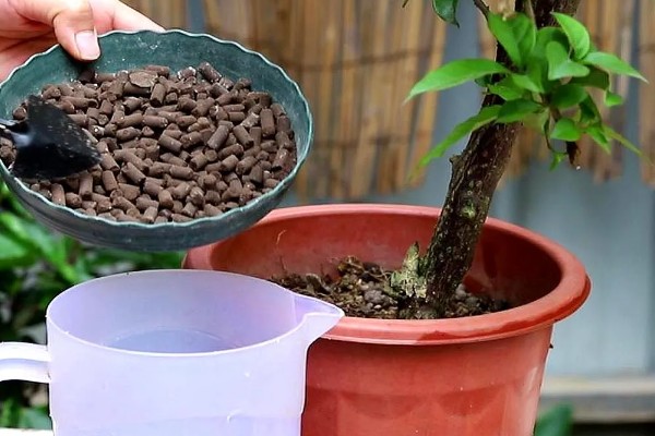 三角梅有的品种介绍,有重瓣红三角梅、小叶紫三角梅等