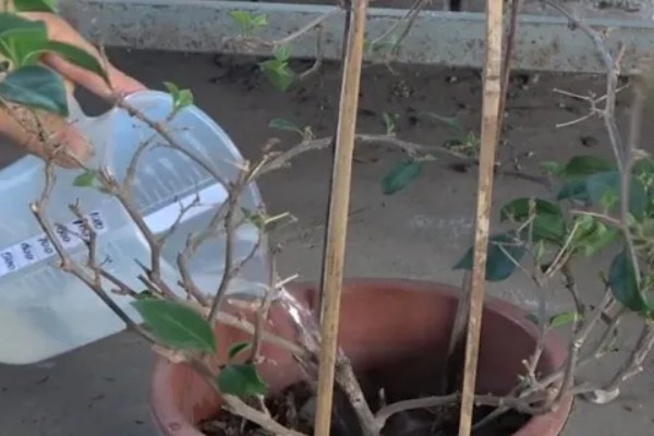 三角梅有的品种介绍,有重瓣红三角梅、小叶紫三角梅等