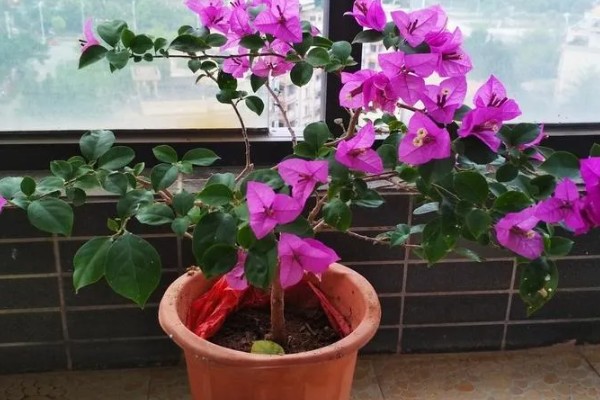 三角梅有的品种介绍,有重瓣红三角梅、小叶紫三角梅等