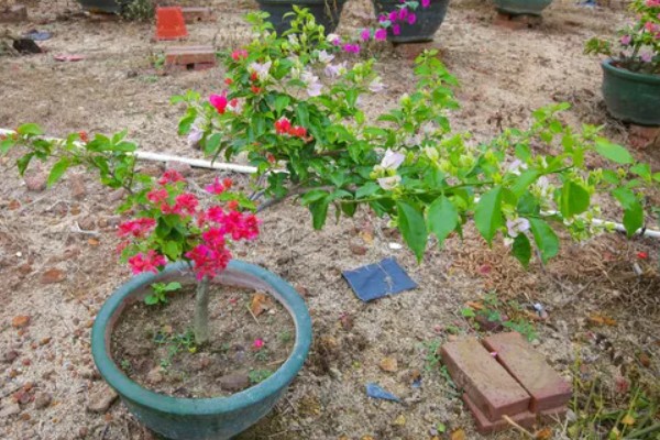 三角梅有的品种介绍,有重瓣红三角梅、小叶紫三角梅等