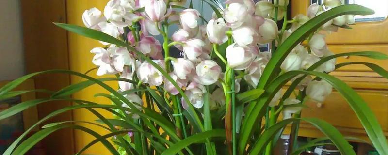 判断大花蕙兰要不要浇水的方法，土面变成灰白色代表缺水