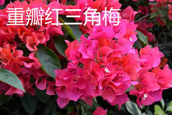 三角梅有的品种介绍,有重瓣红三角梅、小叶紫三角梅等