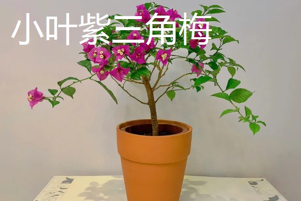 三角梅有的品种介绍,有重瓣红三角梅、小叶紫三角梅等