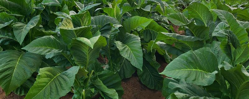 怎么种植烤烟，开挖播种穴施入草木灰再播种