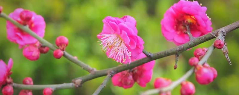 红色梅花的别称，叫红梅