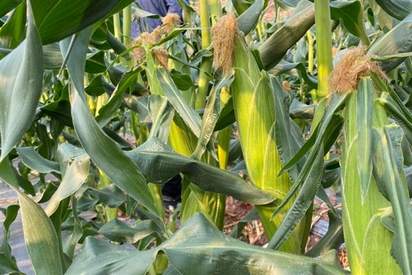 甜玉米的亩产量，产量可达到2200斤左右