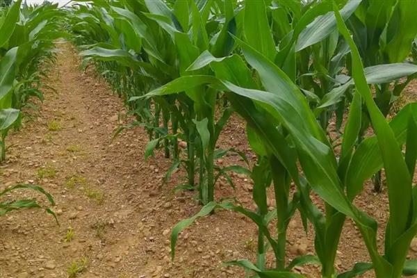 甜玉米的亩产量，产量可达到2200斤左右