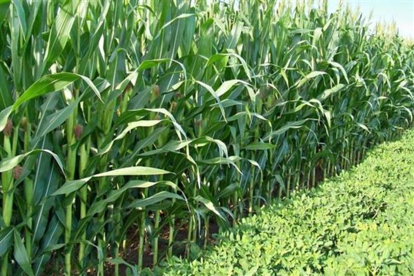 甜玉米的亩产量，产量可达到2200斤左右
