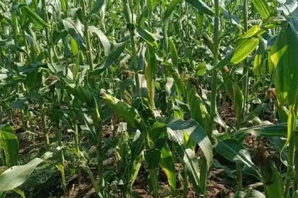 甜玉米的亩产量，产量可达到2200斤左右
