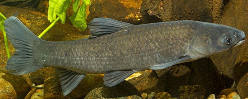 青鱼和鲤鱼的区别，前者是青鱼属鱼类、后者是鲤属鱼类