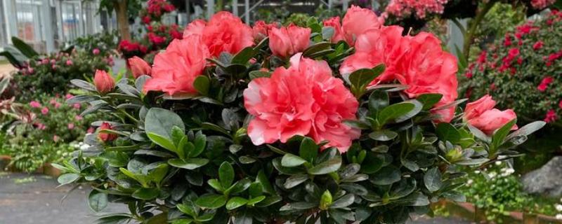 杜鹃花的养殖方法，每隔5-7天浇一次水