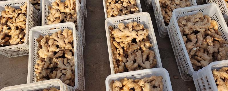 大黄姜和二黄姜的区别，外观、生长环境有所区别