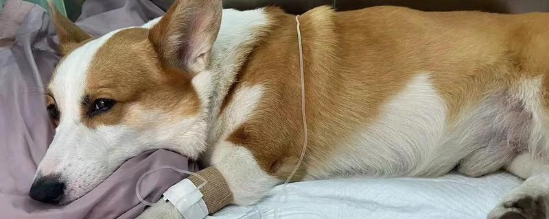 狗狗吐黄水带泡沫怎么处理，要及时给狗狗止吐