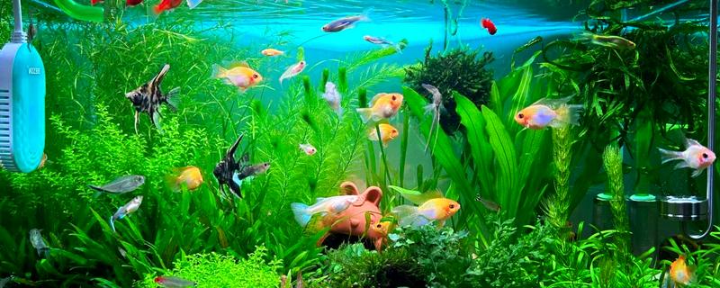 小鱼吃不吃馒头，小鱼能吃馒头