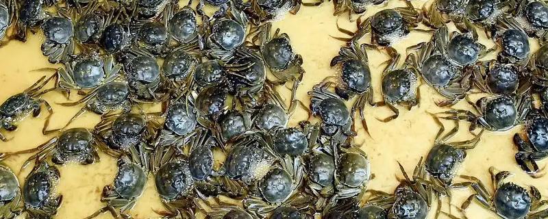 螃蟹的正常寿命，寿命为22个月