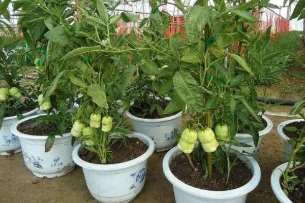 怎么养殖人参果盆栽，为植株每天提供6-8小时的光照