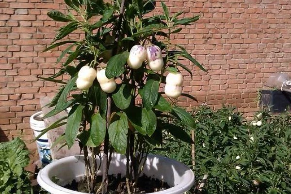 怎么养殖人参果盆栽，为植株每天提供6-8小时的光照