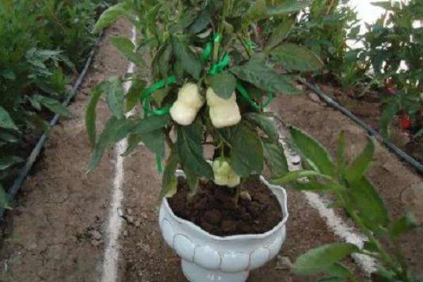 怎么养殖人参果盆栽，为植株每天提供6-8小时的光照