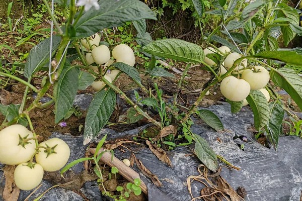 怎么养殖人参果盆栽，为植株每天提供6-8小时的光照