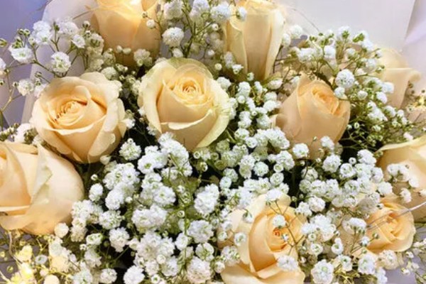 黄玫瑰能送女朋友吗，黄玫瑰能送给女朋友