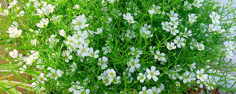 怎么种满天星，摆放在半阴、有阳光照射的地方