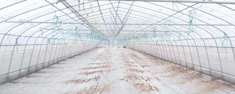 夏季高温焖棚的注意事项，不宜施加生物菌肥