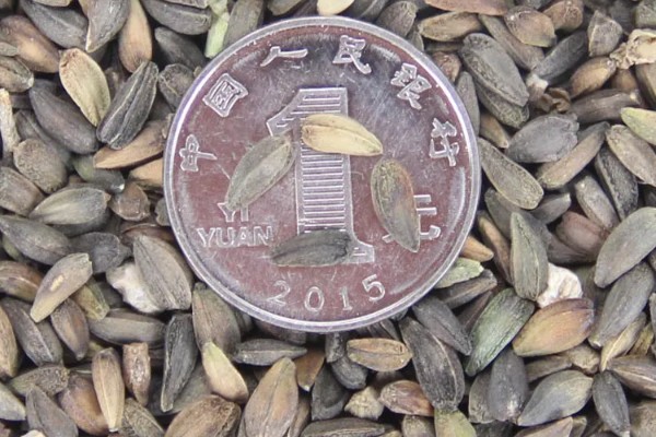 非洲菊种子的种植时间，可在春秋两季种植