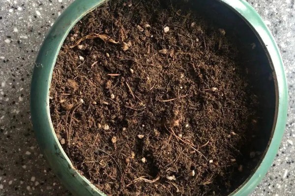 非洲菊种子的种植时间，可在春秋两季种植