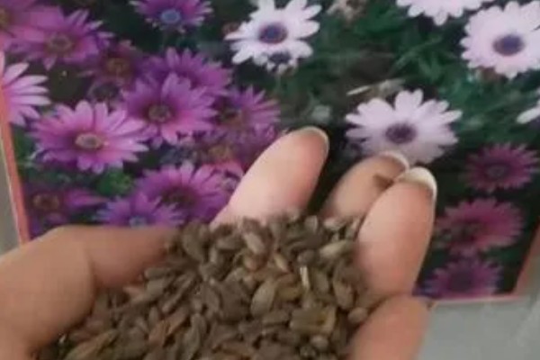 非洲菊种子的种植时间，可在春秋两季种植
