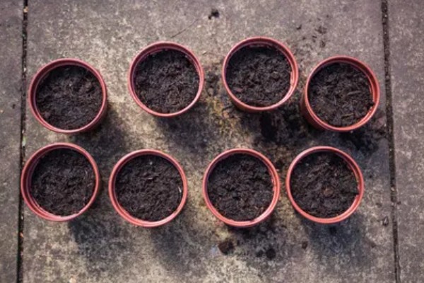 非洲菊种子的种植时间，可在春秋两季种植