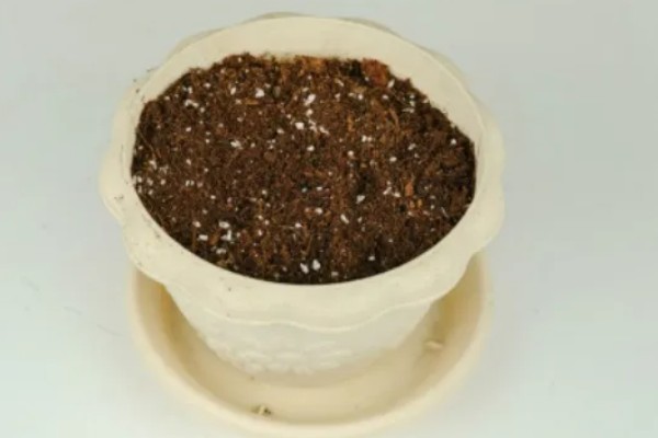 非洲菊种子的种植时间，可在春秋两季种植