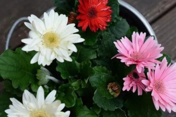 非洲菊种子的种植时间，可在春秋两季种植