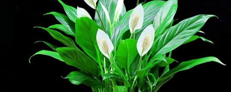 白掌不开花的原因，需要生长3年以上才能开花