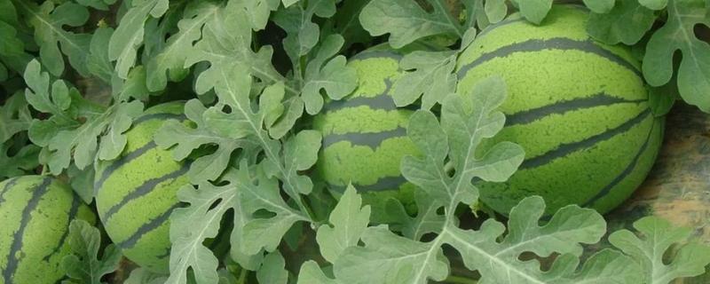 河南的土特产，有汴梁西瓜、原阳大米等