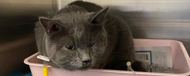 猫哮喘的症状，会呈母鸡蹲状